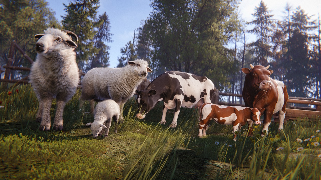 Cows and sheep